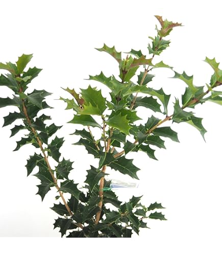 Amazon | 庭木：斑入ヒイラギ（縞ヒイラギ）*しまひいらぎ H：50cm | 植木
